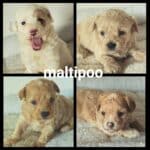 mali1