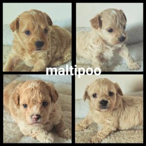 Chiots Maltipoo