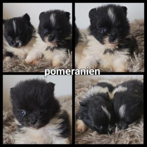 Chiots Pomeranien