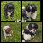 shipo