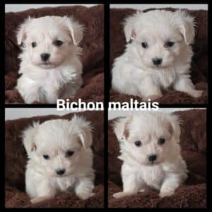 Chiots Bichon maltais