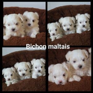 Chiots Bichon maltais