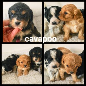 Cavapoo