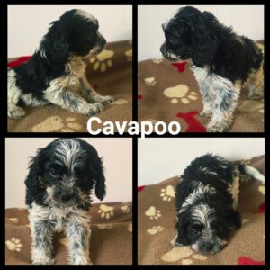 Cavapoo