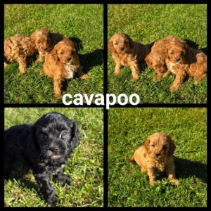 Chiots Cavapoo