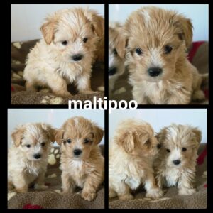 Maltipoo