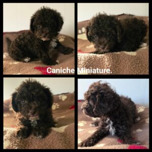 Caniche miniature
